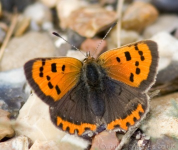 Small Copper (Lycaena phlaeas) Mark Elvin