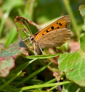 Small Copper (Lycaena phlaeas) Mark Elvin