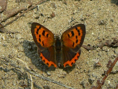 Small Copper (Lycaena phlaeas) Alan Prowse