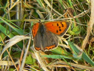 Small Copper (Lycaena phlaeas) var.caeruleopunctata Alan Prowse