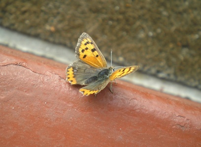 Small Copper (Lycaena phlaeas) Olive Elvin