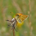 Essex Skipper (Thymelicus lineola) Alan Prowse
