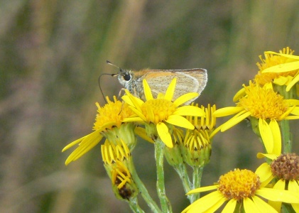 Small Skipper (Thymelicus sylvestris) Alan Prowse