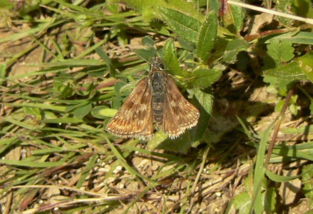 Dingy Skipper , Alan Prowse