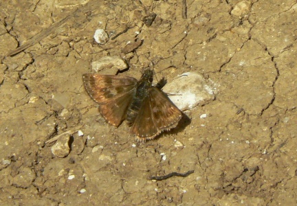 Dingy Skipper (Erynnis tages) Alan Prowse