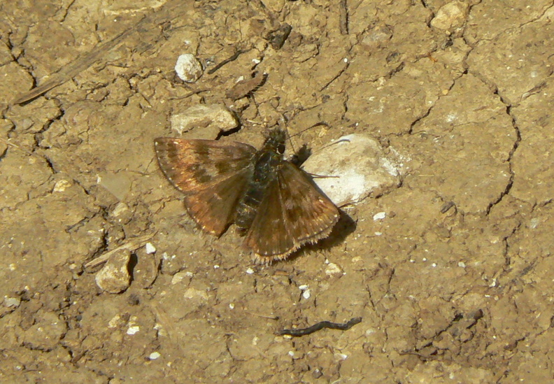 Ranmore Common, Surrey, 2007 441.jpg