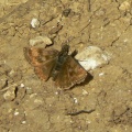 Dingy Skipper (Erynnis tages) Alan Prowse