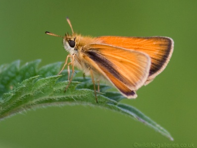 Small Skipper (Thymelicus sylvestris) Mark Elvin