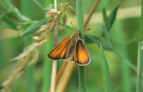 Small Skipper female (Thymelicus sylvestris) Alan Prowse