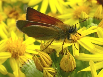 Small skipper (Thymelicus sylvestris) Kenneth Noble