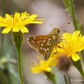 Silver-spotted Skipper (Hesperia comma) Graham Carey