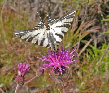 Scarce Swallowtail [Iphiclides podalirius] female. Steve Covey