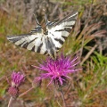 Scarce Swallowtail [Iphiclides podalirius] female. Steve Covey