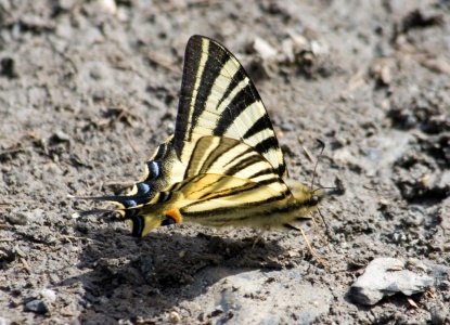Scarce Swallowtail (Iphiclides podalirius) Mark Elvin