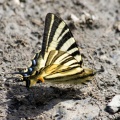 Scarce Swallowtail (Iphiclides podalirius) Mark Elvin