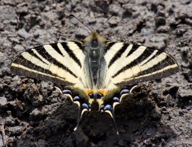 Scarce Swallowtail (Iphiclides podalirius) Mark Elvin