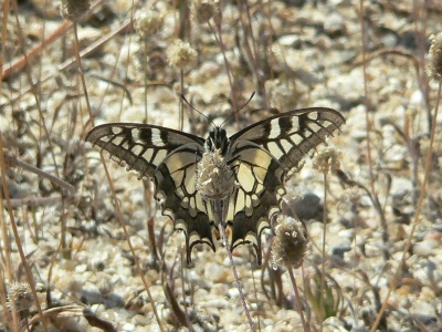 Swallowtail (Papilio machaon) Alan Prowse