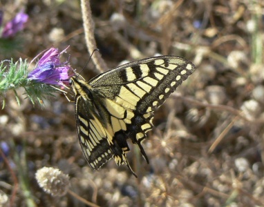 Swallowtail (Papilio machaon) Alan Prowse