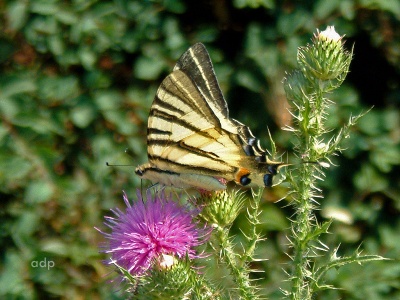 Scarce Swallowtail (Iphiclides podalirius) Alan Prowse