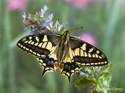 Swallowtail (Papilio machaon) Graham Carey