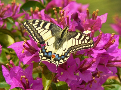 Corsican Swallowtail (Papilio hospitans) Alan Prowse