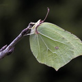 Brimstone (Gonepteryx rhamni). Steve Covey