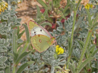 Clouded Yellow var. helice (Colias crocea) Alan Prowse