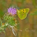 Danube Clouded Yellow (Colias myrmidone) Alan Prowse