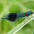 Banded Demoiselle male (Calopteryx splendens) Alan Prowse