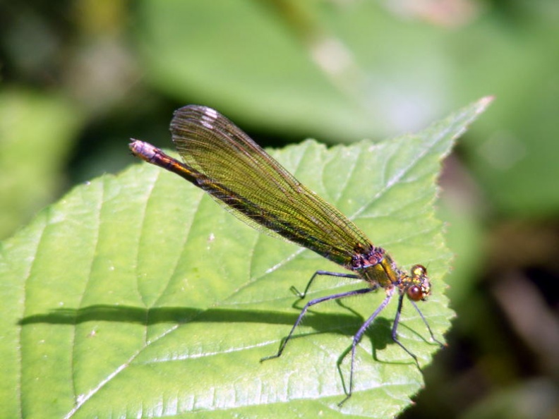 banded demoiselle female (Calopteryx splendens) Kenneth Noble - 1231.jpg 1231.jpg