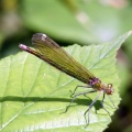 banded demoiselle female (Calopteryx splendens) Kenneth Noble