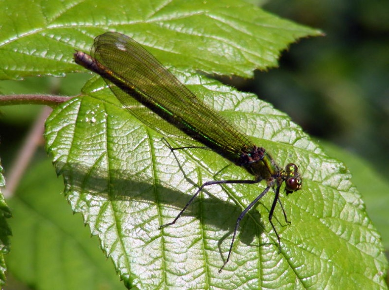 banded demoiselle female (Calopteryx splendens) Kenneth Noble - 1232.jpg 1232.jpg