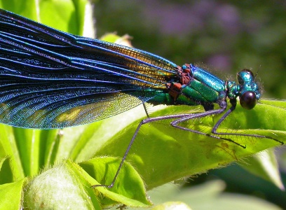 Beautiful demoiselle (Calopteryx virgo) Kenneth Noble