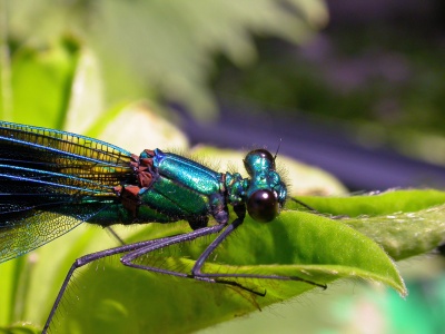 Beautiful demoiselle (Calopteryx virgo) Kenneth Noble