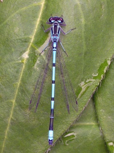 Azure damselfly (Coenagrion puella) Kenneth Noble