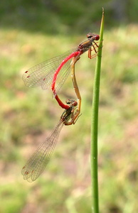 Small Red Damselfly [Ceriagrion tenellum] mating pair. Steve Covey