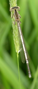 White-legged Damselfly [Platycnemis pennipes] Immature male. Steve Covey