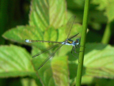 Emerald Damselfly male (Lestes sponsa) Alan Prowse