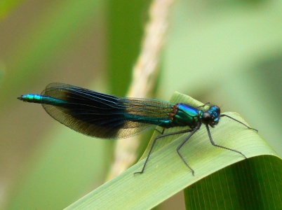 Banded Demoiselle male (Calopteryx splendens) Alan Prowse