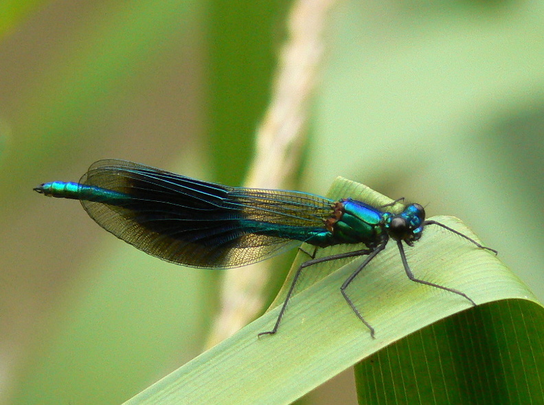 Banded Demoiselle male (Calopteryx splendens) Alan Prowse - 579.jpg 579.jpg