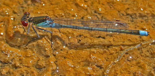 Red-eyed Damselfly [Erythromma najas] male. Steve Covey