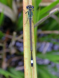 blue-tailed damselfly (Ishnura elegans) Kenneth Noble
