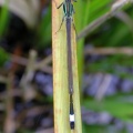 blue-tailed damselfly (Ishnura elegans) Kenneth Noble
