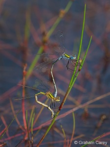 Emerald Damselfly (Lestes sponsa) Graham Carey