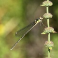 Eastern Willow Spreadwing (Lestes parvidens) teneral ♂. Steve Covey