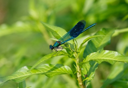 Beautiful demoiselle (Calopteryx virgo) Mark Elvin