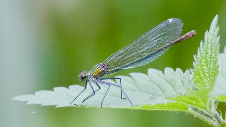 Banded demoiselle female (Calopteryx splendens) Mark Elvin - IMG_0214-20080830.jpg IMG_0214-20080830.jpg