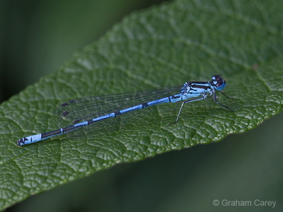 Variable Damselfly (Coenagrion pulchellum) Graham Carey