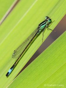 Blue-tailed Damselfly (Ischnura elegans) Graham Carey