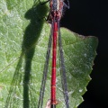 Large Red Damselfly (Pyrrhosoma nymphula) Mark Elvin